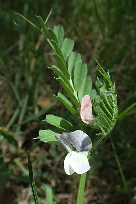 Vicia sativa subsp. incisa ? \ Eingeschnittene Wicke / Incised Vetch, GR Peloponnes, Saitas 19.5.2024