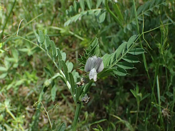 Vicia sativa subsp. incisa ? \ Eingeschnittene Wicke / Incised Vetch, GR Peloponnes, Saitas 19.5.2024