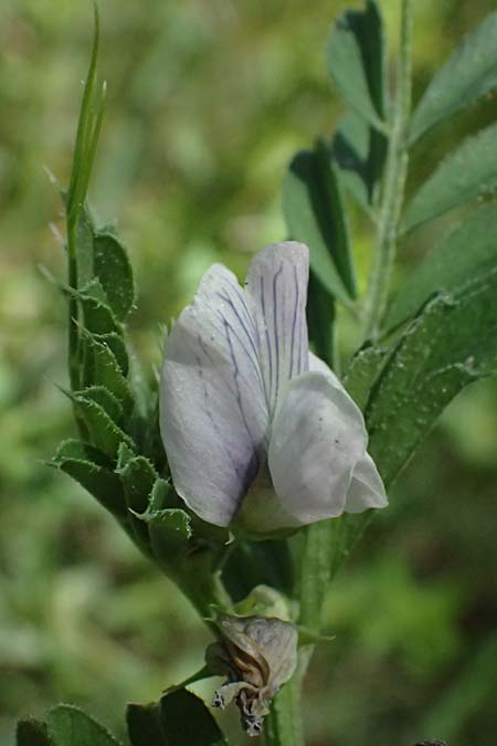 Vicia sativa subsp. incisa ? \ Eingeschnittene Wicke / Incised Vetch, GR Peloponnes, Saitas 19.5.2024