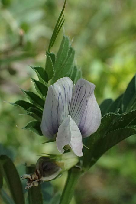 Vicia sativa subsp. incisa ? \ Eingeschnittene Wicke / Incised Vetch, GR Peloponnes, Saitas 19.5.2024