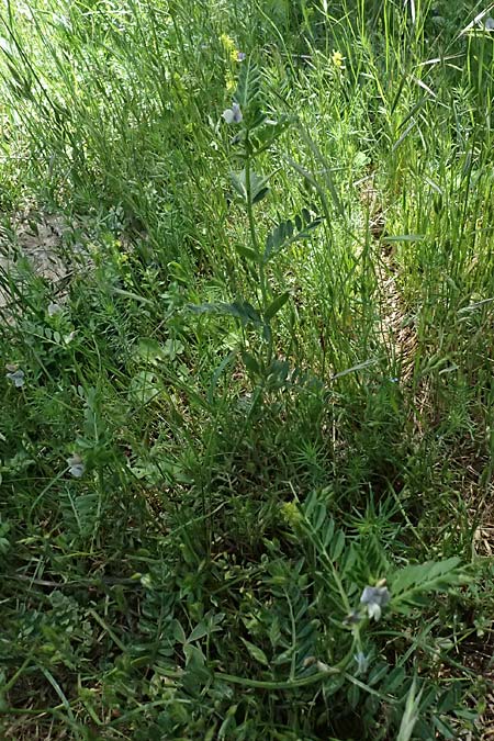 Vicia sativa subsp. incisa ? \ Eingeschnittene Wicke / Incised Vetch, GR Peloponnes, Saitas 19.5.2024