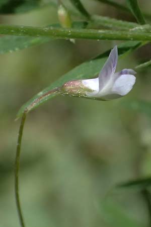 Ervum tetraspermum \ Viersamige Wicke, GR Peloponnes, Chelmos, Limni Doxa 22.5.2024