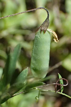 Ervum tetraspermum \ Viersamige Wicke, GR Peloponnes, Chelmos, Limni Doxa 22.5.2024
