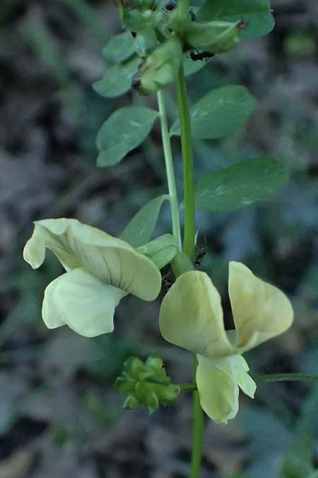 Vicia grandiflora \ Gro&szlig;bl&uuml;tige Wicke / Showy Vetch, GR Peloponnes, Chelmos, Limni Doxa 22.5.2024
