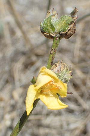 Verbascum pinnatifidum \ Halbgefiederte Knigskerze / Pinnate-Leaved Mullein, GR Euboea (Evia), Kanatadika 25.8.2017