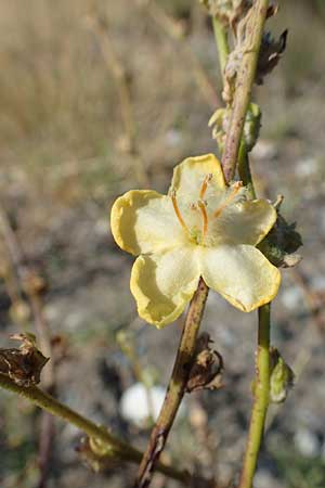 Verbascum pinnatifidum \ Halbgefiederte Knigskerze / Pinnate-Leaved Mullein, GR Euboea (Evia), Kanatadika 28.8.2017
