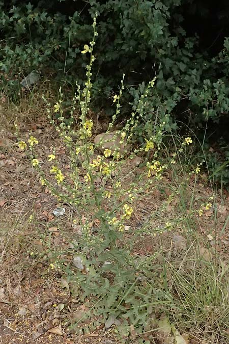 Verbascum sinuatum \ Gewelltblttrige Knigskerze / Wavyleaf Mullein, GR Peloponnes, Stoupa 26.5.2024
