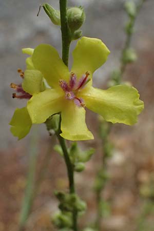 Verbascum sinuatum \ Gewelltblttrige Knigskerze / Wavyleaf Mullein, GR Peloponnes, Stoupa 26.5.2024