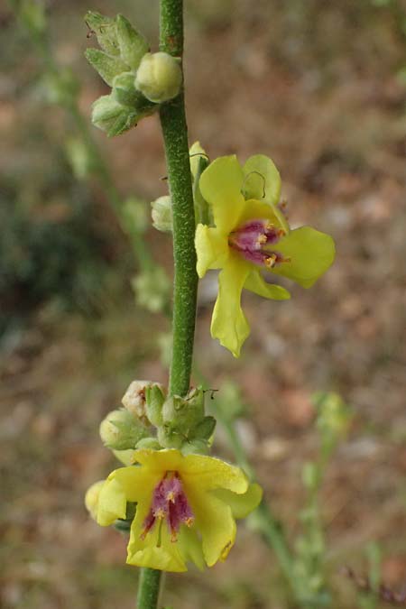 Verbascum sinuatum \ Gewelltblttrige Knigskerze / Wavyleaf Mullein, GR Peloponnes, Stoupa 26.5.2024