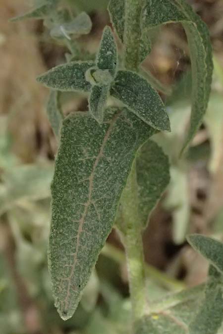 Verbascum sinuatum \ Gewelltblttrige Knigskerze / Wavyleaf Mullein, GR Peloponnes, Taygetos, Viros - Schlucht / Gorge 25.5.2024