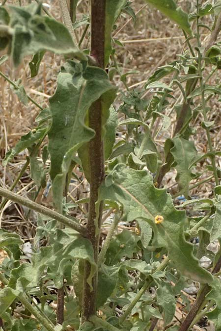 Verbascum sinuatum \ Gewelltblttrige Knigskerze / Wavyleaf Mullein, GR Peloponnes, Taygetos, Viros - Schlucht / Gorge 25.5.2024