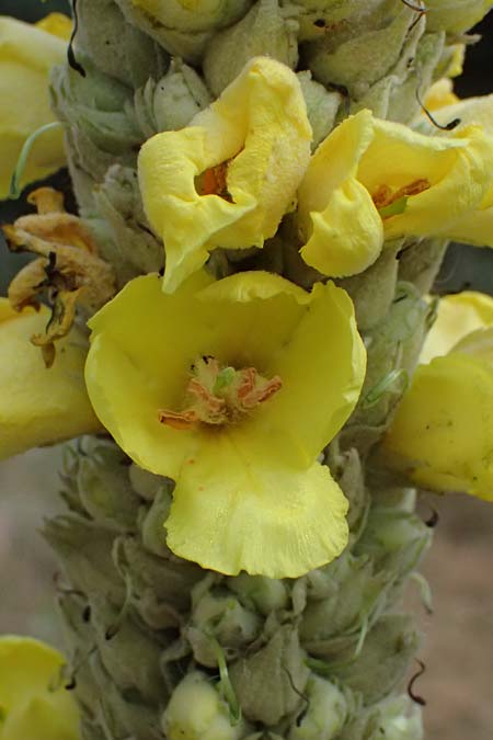 Verbascum macrurum \ Groschwnzige Knigskerze / Mullein, GR Peloponnes, Taygetos, Neochori 26.5.2024