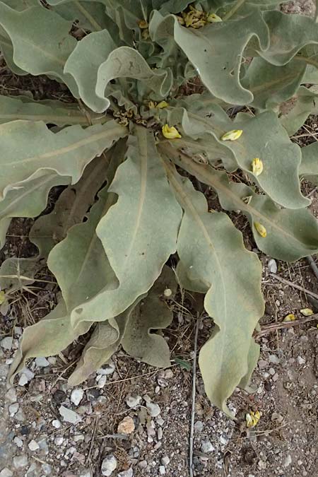 Verbascum macrurum \ Groschwnzige Knigskerze / Mullein, GR Peloponnes, Taygetos, Neochori 26.5.2024