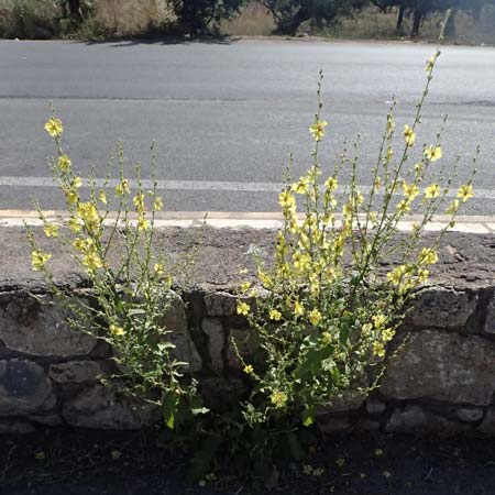 Verbascum sinuatum \ Gewelltblttrige Knigskerze / Wavyleaf Mullein, GR Peloponnes, Stoupa 31.5.2024