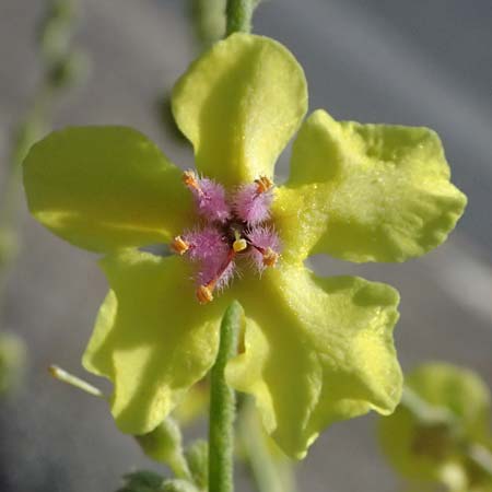 Verbascum sinuatum \ Gewelltblttrige Knigskerze / Wavyleaf Mullein, GR Peloponnes, Stoupa 31.5.2024