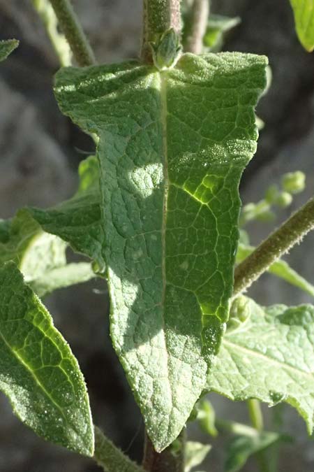 Verbascum sinuatum \ Gewelltblttrige Knigskerze / Wavyleaf Mullein, GR Peloponnes, Stoupa 31.5.2024