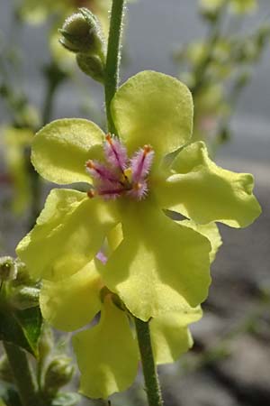 Verbascum sinuatum \ Gewelltblttrige Knigskerze / Wavyleaf Mullein, GR Peloponnes, Stoupa 31.5.2024
