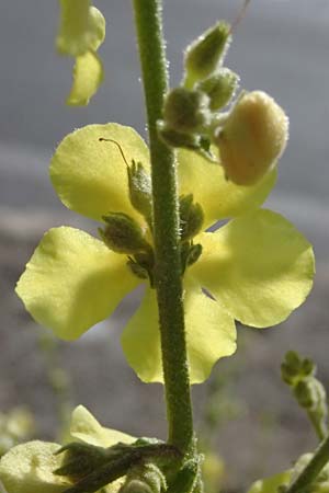 Verbascum sinuatum \ Gewelltblttrige Knigskerze / Wavyleaf Mullein, GR Peloponnes, Stoupa 31.5.2024
