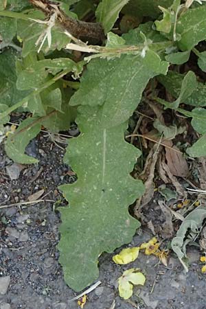 Verbascum sinuatum \ Gewelltblttrige Knigskerze / Wavyleaf Mullein, GR Peloponnes, Stoupa 31.5.2024