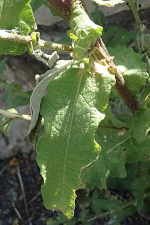 Verbascum sinuatum \ Gewelltblttrige Knigskerze / Wavyleaf Mullein, GR Peloponnes, Stoupa 31.5.2024