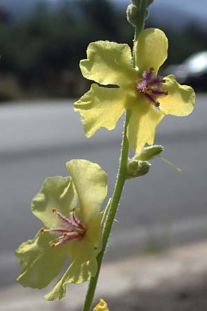 Verbascum sinuatum \ Gewelltblttrige Knigskerze / Wavyleaf Mullein, GR Peloponnes, Stoupa 31.5.2024