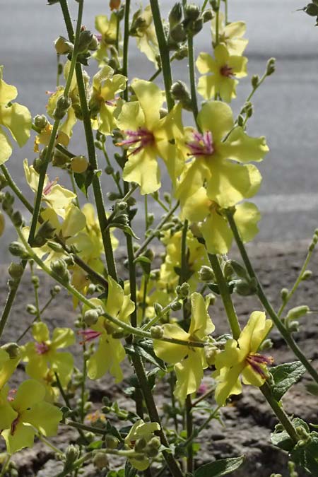 Verbascum sinuatum \ Gewelltblttrige Knigskerze / Wavyleaf Mullein, GR Peloponnes, Stoupa 31.5.2024