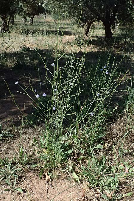 Cichorium intybus \ Gemeine Wegwarte, Zichorie / Chicory, GR Peloponnes, Stoupa 31.5.2024