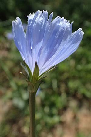 Cichorium intybus \ Gemeine Wegwarte, Zichorie / Chicory, GR Peloponnes, Stoupa 31.5.2024