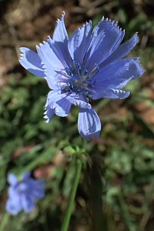 Cichorium intybus \ Gemeine Wegwarte, Zichorie / Chicory, GR Peloponnes, Stoupa 31.5.2024