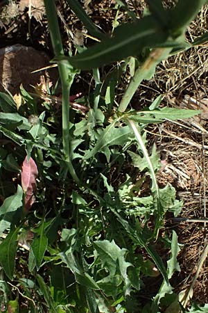 Cichorium intybus \ Gemeine Wegwarte, Zichorie / Chicory, GR Peloponnes, Stoupa 31.5.2024