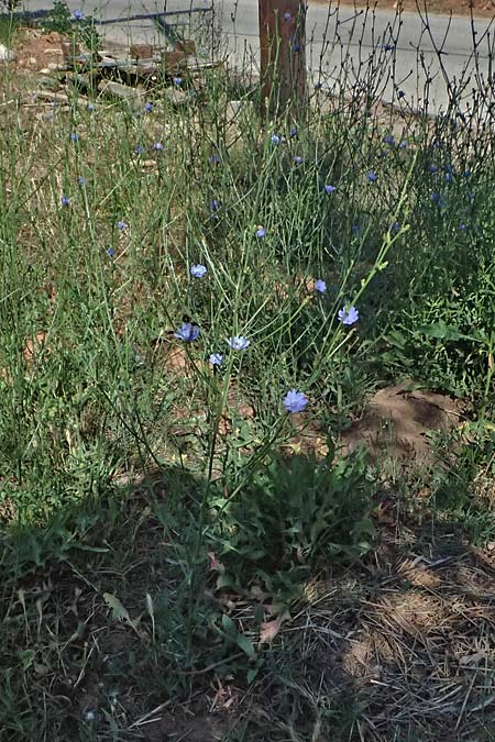 Cichorium intybus \ Gemeine Wegwarte, Zichorie / Chicory, GR Peloponnes, Stoupa 31.5.2024