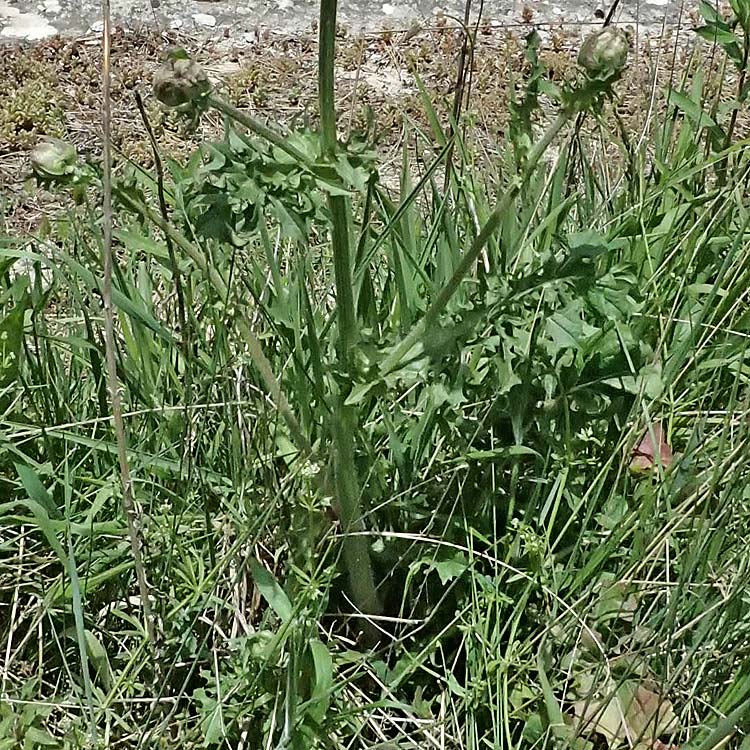 Crepis vesicaria subsp. vesicaria / Beaked Hawk's-Beard, GR Peloponnes, Mt. Kyllini, Mesi Trikalon 21.5.2024