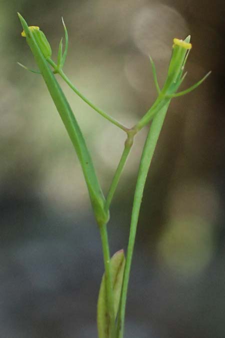 Bupleurum trichopodum / Bracted Hare's Ear, GR Peloponnes, Saitas 19.5.2024