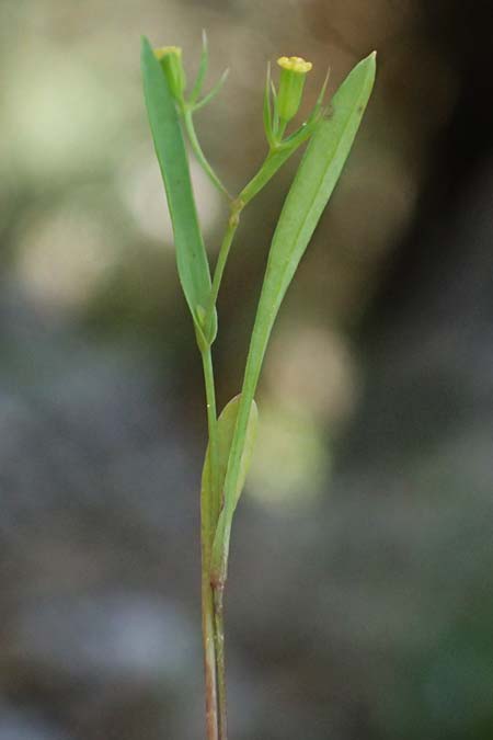 Bupleurum trichopodum / Bracted Hare's Ear, GR Peloponnes, Saitas 19.5.2024