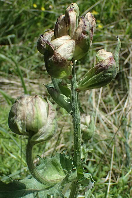 Crepis vesicaria subsp. vesicaria / Beaked Hawk's-Beard, GR Peloponnes, Mt. Kyllini, Mesi Trikalon 21.5.2024