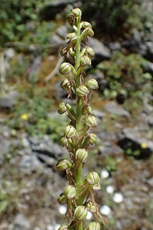 Aceras anthropophorum \ Ohnsporn, Puppenorchis, GR  Peloponnes, Saitas 22.5.2024 