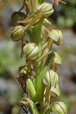 Aceras anthropophorum \ Ohnsporn, Puppenorchis, GR  Peloponnes, Saitas 22.5.2024 