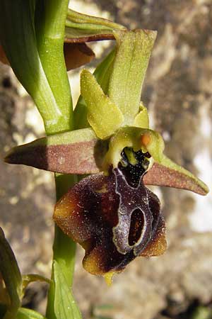 Ophrys aesculapii \ Äskulap-Ragwurz / Asklepios' Bee Orchid, GR  Hymettos 4.4.2013 
