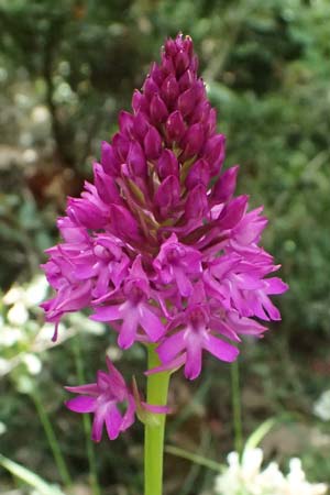 Anacamptis pyramidalis \ Pyramidenorchis, Hundswurz / Pyramidal Orchid, GR  Peloponnes, Kalavryta 20.5.2024 