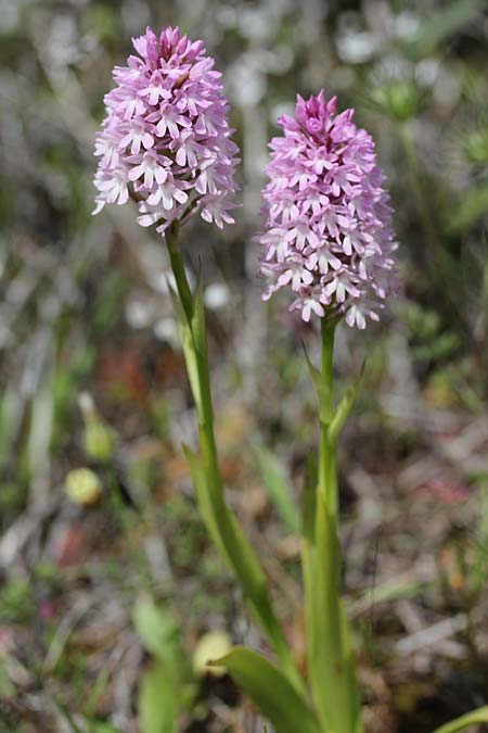 Anacamptis pyramidalis subsp. brachystachys \ Kurzährige Pyramidenorchis / Pyramidal Orchid, GR  Kythira, Avlemonas 18.4.2014 (Photo: Jan & Liesbeth Essink)