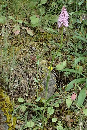 Anacamptis pyramidalis \ Pyramidenorchis, Hundswurz / Pyramidal Orchid, GR  Peloponnes, Taygetos 27.5.2024 