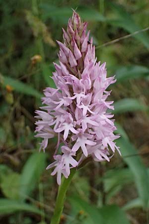 Anacamptis pyramidalis \ Pyramidenorchis, Hundswurz / Pyramidal Orchid, GR  Peloponnes, Taygetos 27.5.2024 