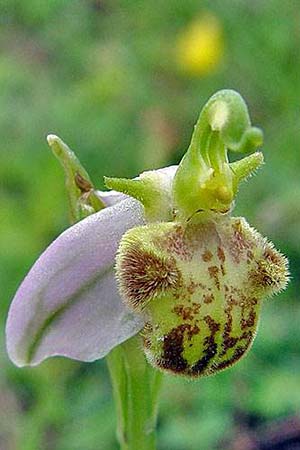 Ophrys apifera var. pindica \ Pindus-Bienen-Ragwurz / Pindus Bee Orchid, GR  Grevena 20.6.2005 (Photo: Zissis Antonopoulos)