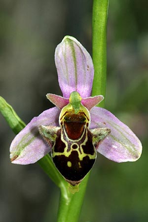 Ophrys apifera x cerastes, GR   Kozani 4.6.2011 (Photo: Zissis Antonopoulos)