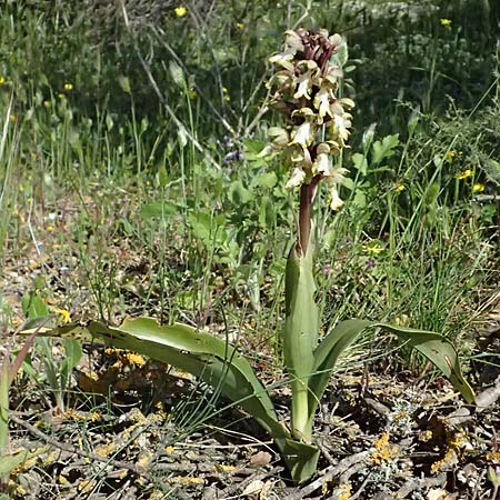 Barlia robertiana \ Roberts Mastorchis / Giant Orchid, GR  Hymettos 20.4.2026 