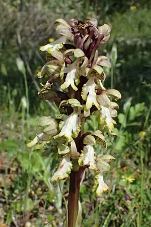 Barlia robertiana \ Roberts Mastorchis / Giant Orchid, GR  Hymettos 20.4.2026 
