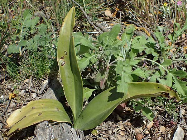 Barlia robertiana \ Roberts Mastorchis / Giant Orchid, GR  Hymettos 20.4.2026 
