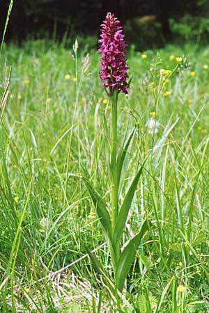 Dactylorhiza baumanniana x kalopissii, GR   Lailias 24.6.1986 (Photo: Jan & Liesbeth Essink)