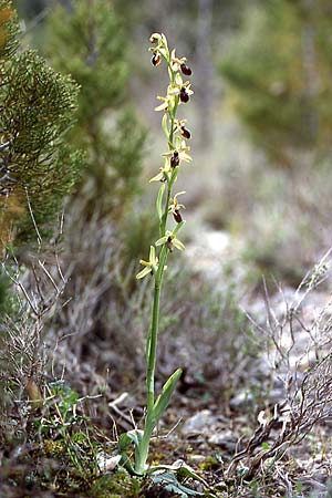 Ophrys exaltata subsp. cephalonica, GR  Lefkas 18.4.2003 (Photo: Helmut Presser)