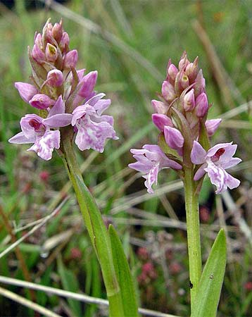 Dactylorhiza cordigera x Gymnadenia frivaldii, GR   Kastoria, Vitsi mountain 5.6.2005 (Photo: Zissis Antonopoulos)